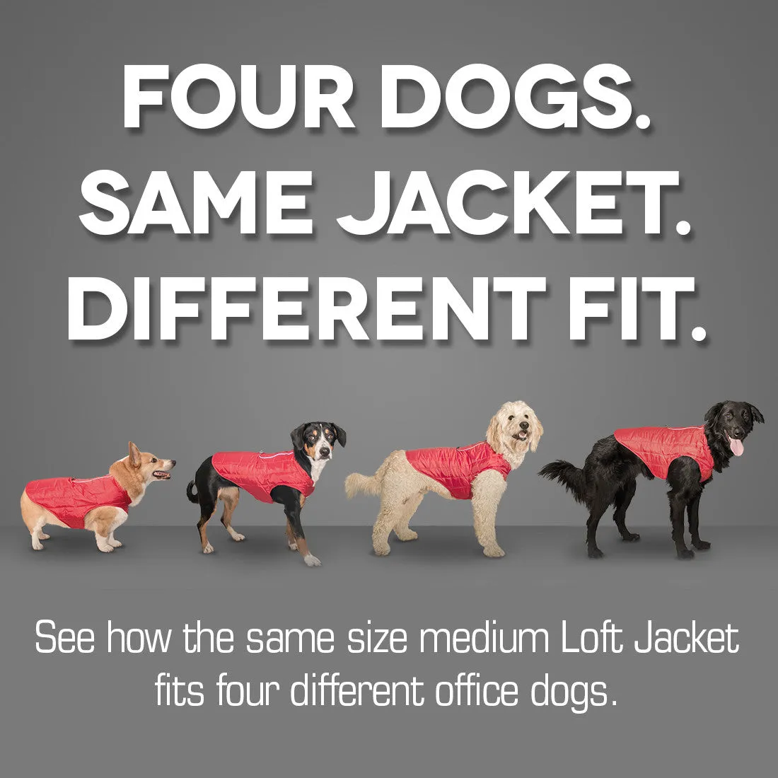 Loft Dog Jacket - Reversible - Purple Grey