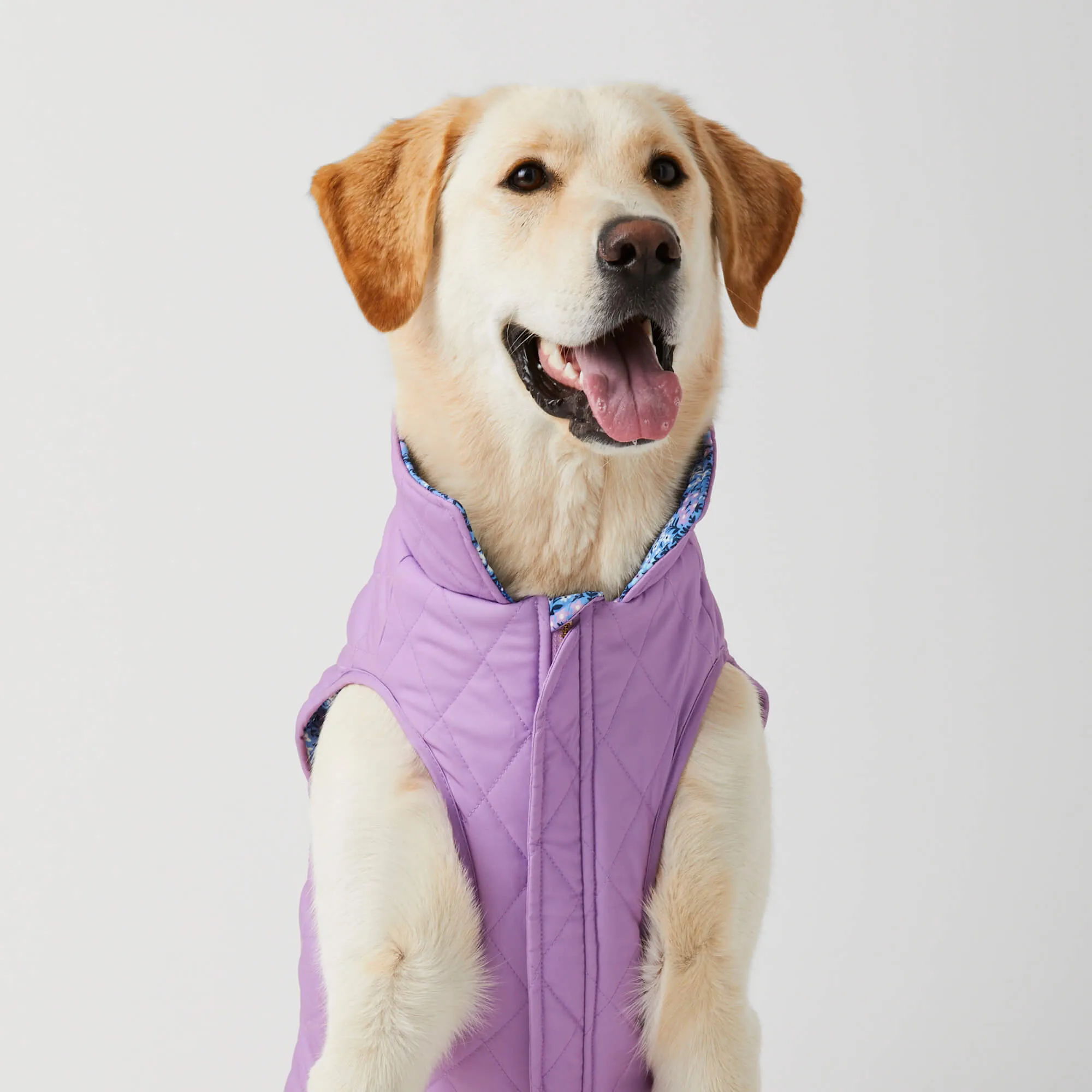 Mini Meadow Reversible Dog Jacket