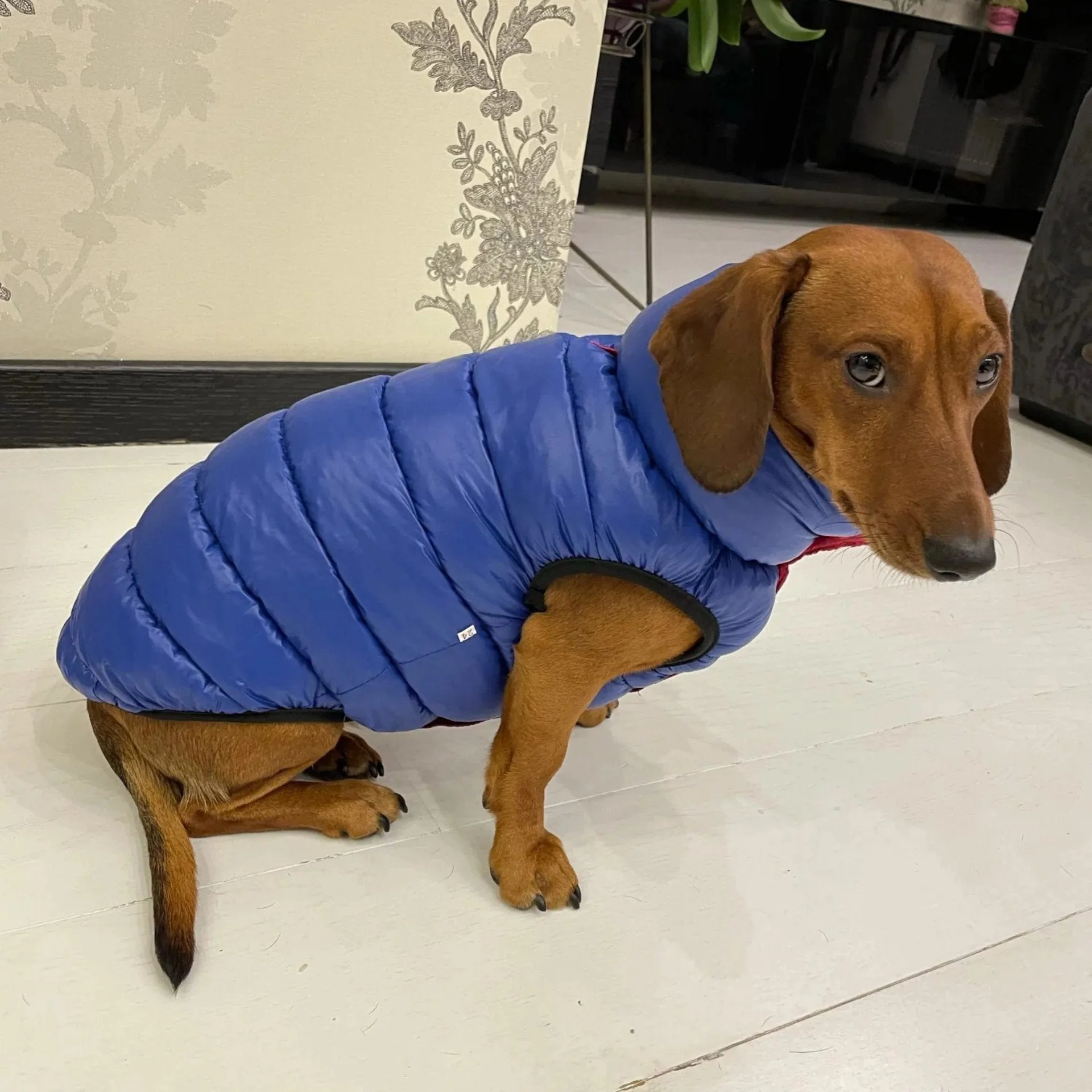 Reversible Dachshund Jacket